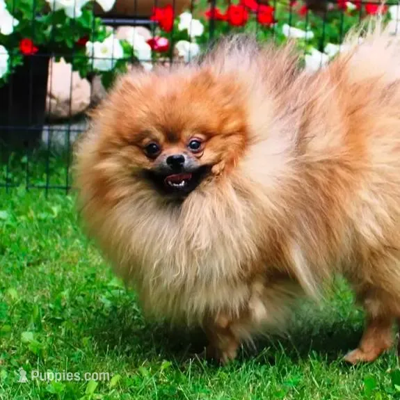 AKC Gana, a female Pomeranian for sale in Colville, WA – Photo 10 of 10