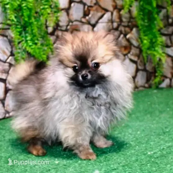 AKC Gana, a female Pomeranian for sale in Colville, WA – Photo 7 of 10