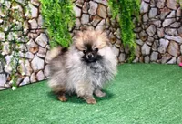 AKC Gana, a female Pomeranian for sale in Colville, WA – Photo 7 of 10