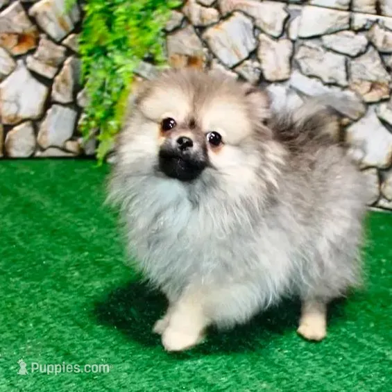 AKC Gana, a female Pomeranian for sale in Colville, WA – Photo 4 of 10