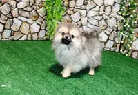 AKC Gana, a female Pomeranian for sale in Colville, WA – Photo 4 of 10