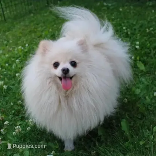 AKC Gana, a female Pomeranian for sale in Colville, WA – Photo 9 of 10