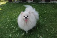 AKC Gana, a female Pomeranian for sale in Colville, WA – Photo 9 of 10