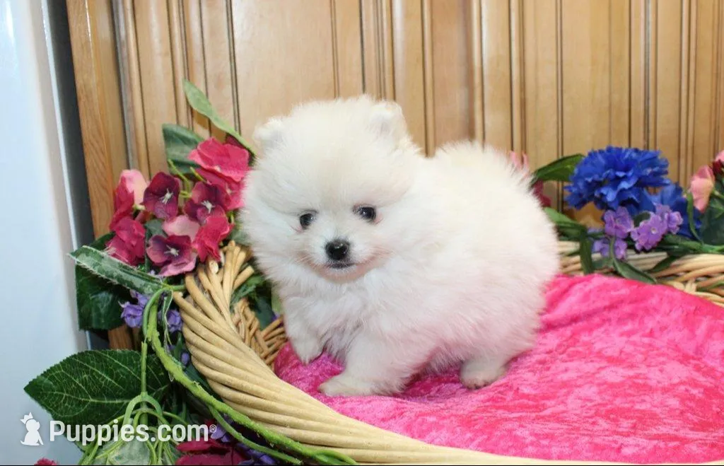 AKC Menika White Girl - 6 lbs, a female Pomeranian for sale in Colville, WA – Photo 4 of 10
