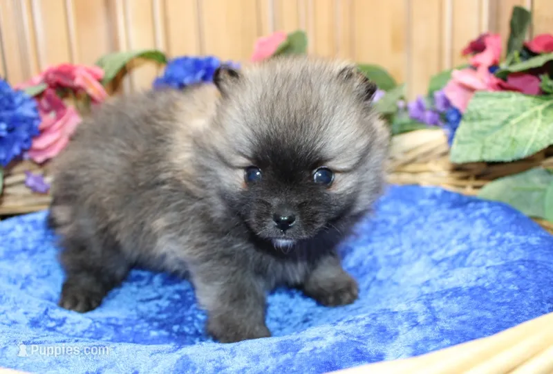 AKC Bermut Red Sable male Pomeranian - 6 pounds as adult – Pomeranian puppy for sale in Evans, WA