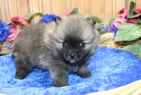 AKC Bermut Red Sable male Pomeranian - 6 pounds as adult, a male Pomeranian for sale in Evans, WA – 1 of 7