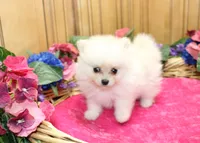 AKC Fasya White female Pomeranian - 4 lbs as adult, a female Pomeranian for sale in Evans, WA – 9 of 10