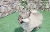 AKC Krosh Sable Pom 6 lbs as adult, a male Pomeranian for sale in Evans, WA – 5 of 9