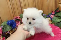 AKC Fibby White female Pom - 5 lbs as adult, a female Pomeranian for sale in Evans, WA – 10 of 10