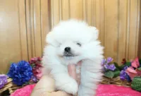 AKC Dalinka - White female Pom - 5 lbs as adult, a female Pomeranian for sale in Colville, WA – 3 of 6