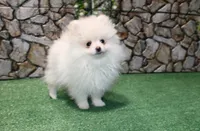 AKC Petunia - White Female - 5.5 pounds, a female Pomeranian for sale in Colville, WA – 3 of 6