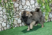 AKC Laron Black and Tan Sable male Pom - 6 lbs as adult, a male Pomeranian for sale in Evans, WA – 4 of 7