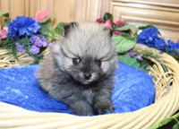 AKC Bran Red Sable male Pomeranian - 5.5 as adult, a male Pomeranian for sale in Evans, WA – 3 of 9
