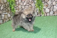 AKC Dunka - Red Sable Female Pom - 5.5 lbs as adult, a female Pomeranian for sale in Colville, WA – 2 of 7