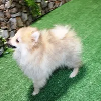 AKC Rusty Red Sable 6 lbs, a male Pomeranian for sale in Colville, WA – Photo 5 of 9