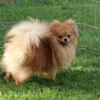 AKC Rusty Red Sable 6 lbs, a male Pomeranian for sale in Colville, WA – Photo 8 of 9