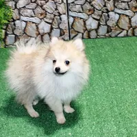 AKC Rusty Red Sable 6 lbs, a male Pomeranian for sale in Colville, WA – Photo 3 of 9