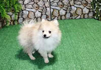 AKC Rusty Red Sable 6 lbs, a male Pomeranian for sale in Colville, WA – Photo 3 of 9