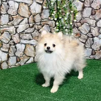 AKC Rusty Red Sable 6 lbs, a male Pomeranian for sale in Colville, WA – Photo 7 of 9