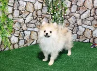 AKC Rusty Red Sable 6 lbs, a male Pomeranian for sale in Colville, WA – Photo 7 of 9