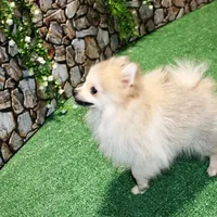 AKC Rusty Red Sable 6 lbs, a male Pomeranian for sale in Colville, WA – Photo 6 of 9