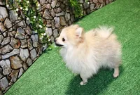 AKC Rusty Red Sable 6 lbs, a male Pomeranian for sale in Colville, WA – Photo 6 of 9