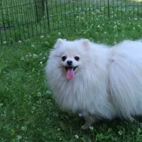 AKC Rusty Red Sable 6 lbs, a male Pomeranian for sale in Colville, WA – Photo 9 of 9