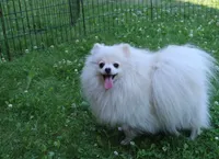 AKC Rusty Red Sable 6 lbs, a male Pomeranian for sale in Colville, WA – Photo 9 of 9