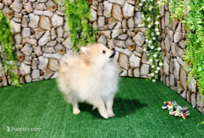 AKC Rusty Red Sable 6 lbs