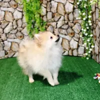 AKC Rusty Red Sable 6 lbs, a male Pomeranian for sale in Colville, WA – Photo 1 of 9