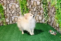 AKC Rusty Red Sable 6 lbs, a male Pomeranian for sale in Colville, WA – Photo 1 of 9