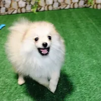 AKC Rusty Red Sable 6 lbs, a male Pomeranian for sale in Colville, WA – Photo 2 of 9