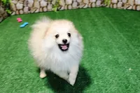 AKC Rusty Red Sable 6 lbs, a male Pomeranian for sale in Colville, WA – Photo 2 of 9