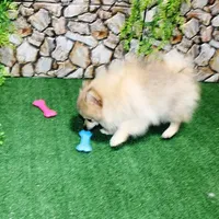 AKC Rusty Red Sable 6 lbs, a male Pomeranian for sale in Colville, WA – Photo 4 of 9