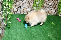 AKC Rusty Red Sable 6 lbs, a male Pomeranian for sale in Colville, WA – Photo 4 of 9