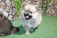 AKC Kent Sable male Pom - 6 lbs as adult, a male Pomeranian for sale in Evans, WA – 7 of 10