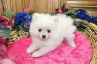 AKC Fibby White female Pom - 5 lbs as adult, a female Pomeranian for sale in Evans, WA – 7 of 10