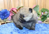 AKC Bran Red Sable male Pomeranian - 5.5 as adult, a male Pomeranian for sale in Evans, WA – 7 of 9