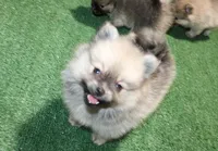 AKC Kent Sable male Pom - 6 lbs as adult, a male Pomeranian for sale in Evans, WA – 4 of 10