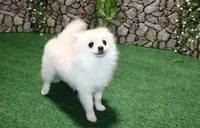 AKC Sasha - White female Pom - 5 lbs as adult, a female Pomeranian for sale in Evans, WA – 8 of 8