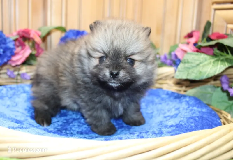 AKC Bran Red Sable male Pomeranian - 5.5 as adult – Pomeranian puppy for sale in Evans, WA
