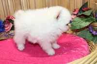 AKC Fenya White female Pom - 4.5 pounds as adult, a female Pomeranian for sale in Evans, WA – 8 of 10