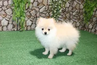 AKC Lara Orange Female Pom - 5 lbs as adult, a male Pomeranian for sale in Evans, WA – 6 of 8