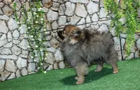 AKC Laron Black and Tan Sable male Pom - 6 lbs as adult, a male Pomeranian for sale in Evans, WA – 2 of 7