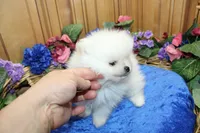 AKC Dariy - White male Pom - 5 lbs as adult, a male Pomeranian for sale in Colville, WA – 3 of 7