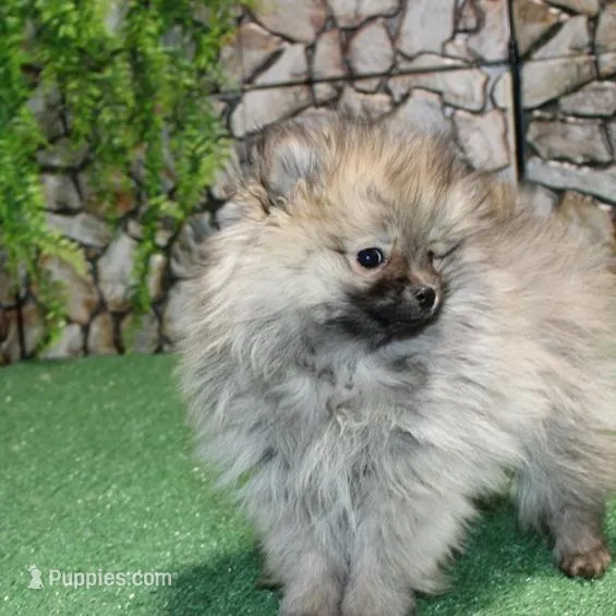 AKC Saraya Red Sable female 4lbs, a female Pomeranian for sale in Colville, WA – Photo 4 of 8