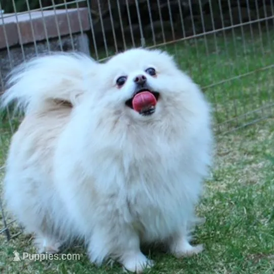 AKC Saraya Red Sable female 4lbs, a female Pomeranian for sale in Colville, WA – Photo 7 of 8