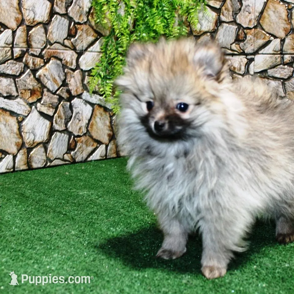 AKC Saraya Red Sable female 4lbs, a female Pomeranian for sale in Colville, WA – Photo 6 of 8