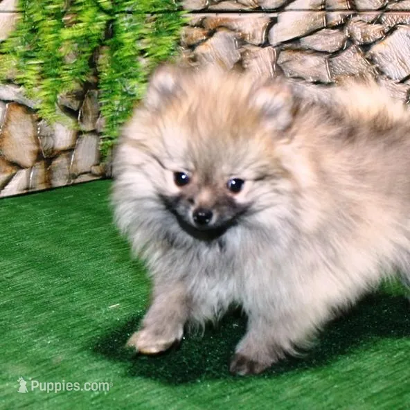 AKC Saraya Red Sable female 4lbs, a female Pomeranian for sale in Colville, WA – Photo 5 of 8