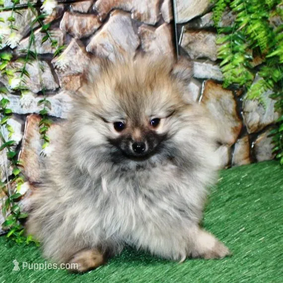 AKC Saraya Red Sable female 4lbs, a female Pomeranian for sale in Colville, WA – Photo 2 of 8